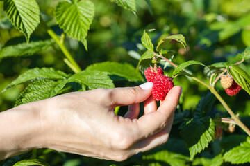 a woman's hand picks a raspberry from a bush - obrazy, fototapety, plakaty