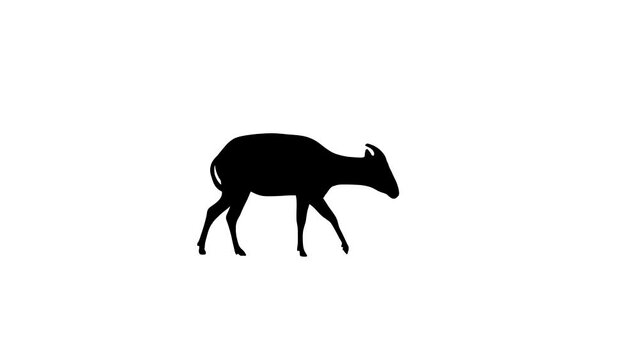 Walking bongo antelope, animation on the white background  (seamless loop)