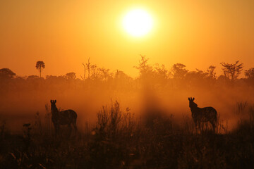 Zebras at sunrise in Okavango Delta