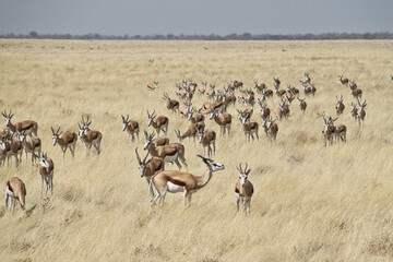 Gazelles