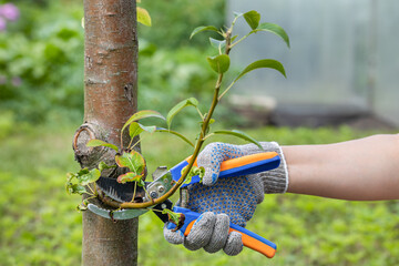 gardener cuts a branch on an apple tree with scissors