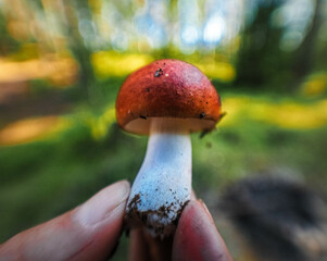 mushroom in the forest