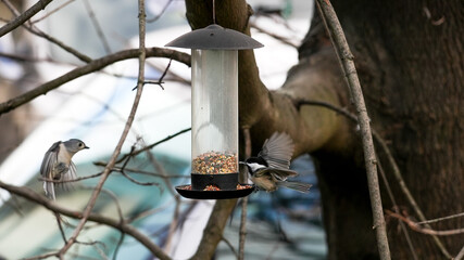 Black-capped Chickadee at bird feeder and tufted titmouse flying