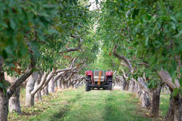  Old tractor with trailer in the apple trees orchard