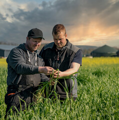 Landwirt steht mit seinem Fachberater auf einem Feld mit Schnittroggen und betrachtet eine...