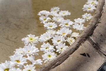 białe kwiatki w fontannie 