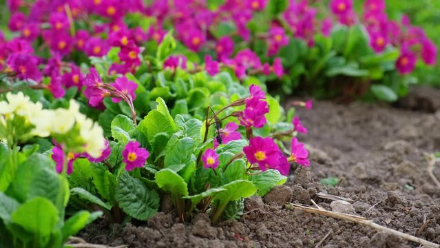 Easter concept. Primrose Primula with yellow and pink flowers in flowerbed in spring time. Inspirational natural floral spring or summer blooming garden or park. Hello spring