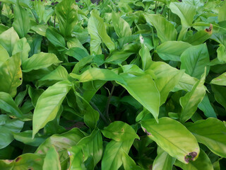 photo of green taro leaf plants in the village of Binjai City