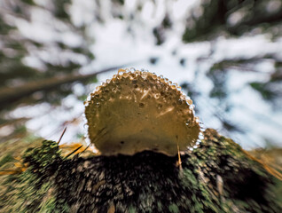 mushroom in the forest