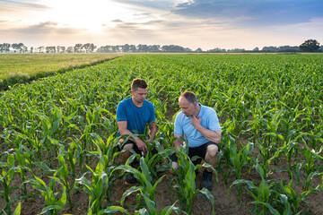 Landwirt und sein Sohn, hocken im jungen Mais und prüfen die Pflanzen.