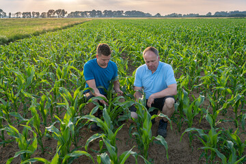 Landwirt und sein Sohn, hocken im jungen Mais und prüfen die Pflanzen.