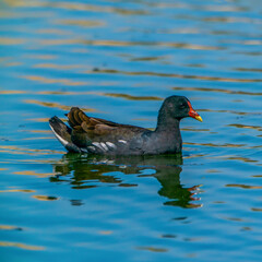Bird (Common moorhen) in the water