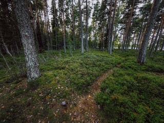 Obraz premium footpath in the woods