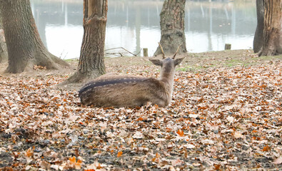 Bison and deer farm in the Historical Park of Pszczyna in Poland © Patrycja
