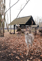 Bison and deer farm in the Historical Park of Pszczyna in Poland © Patrycja