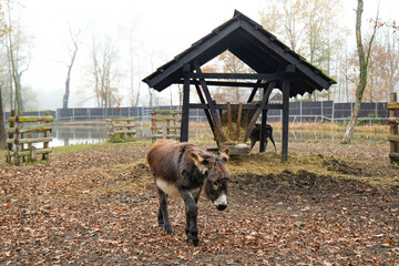 Bison and deer farm in the Historical Park of Pszczyna in Poland