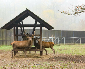 Bison and deer farm in the Historical Park of Pszczyna in Poland © Patrycja