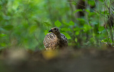 Jagdfasan(Phasianus colchicus)  Weibchen , in einem Waldstück in Brandenburg 