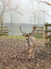 Bison and deer farm in the Historical Park of Pszczyna in Poland © Patrycja