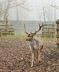 Bison and deer farm in the Historical Park of Pszczyna in Poland