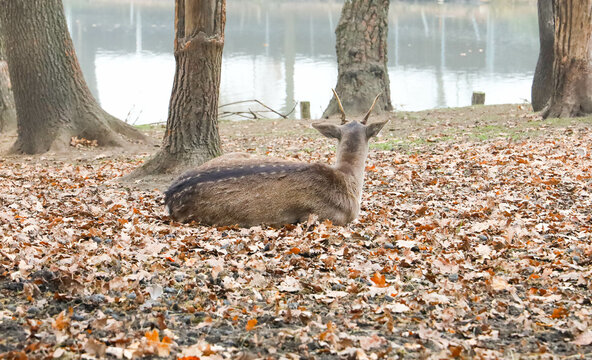Bison and deer farm in the Historical Park of Pszczyna in Poland