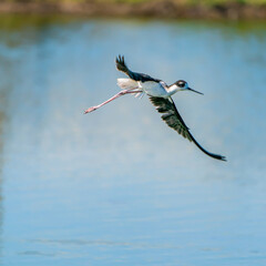 Black-necked stilt in flight
