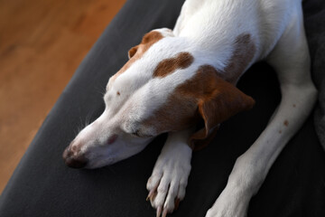 Istrian shorthaired hound sleeping - pictured from above