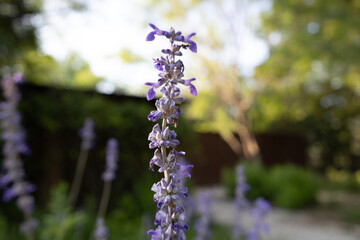 Purple flowers in the garden