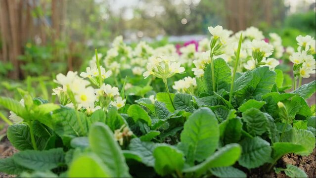 Easter concept. Primrose Primula with yellow flowers in flowerbed in spring time. Inspirational natural floral spring or summer blooming garden or park. Hello spring