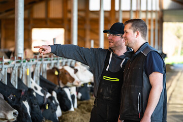 Landwirt und ein Auszubildender auf der Futterdiele eines modernen Kuhstalles bei der Tierkontrolle.