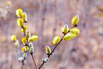 Willow branches with fluffy catkins in the forest on a blurred background