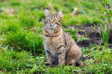 A brown tabby cat sits in the garden on the grass near a currant bush