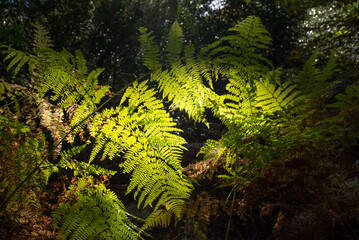 Pteridium aquilinum,Fougère-aigle,Eagle-fern.Backlit common hook or eagle fern branch with leaves isolated on black background. fern wallpaper