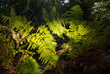 Pteridium aquilinum,Fougère-aigle,Eagle-fern.Backlit common hook or eagle fern branch with leaves...
