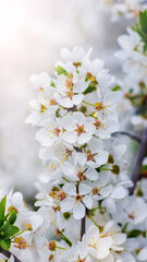 Cherry plum blossoms. A cherry plum branch with white flowers on a sunny day