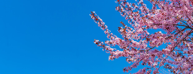 Sakura blossoms. Branch of sakura with pink flowers against the background of blue sky and sunny weather
