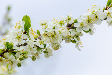 A plum branch with abundant blossoms on the background of the sky. Plum flowers. Plum blossom