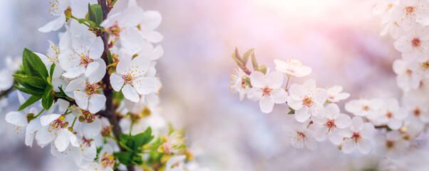 Cherry plum branches with flowers at sunset in soft pastel colors