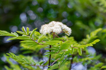 White flowers of mountain ash on a tree. Rowan flowering