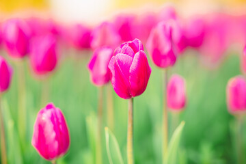 large beautiful field with tulips in Ukraine