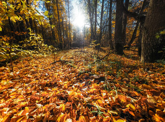 autumn in the forest