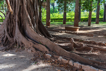 Radici di alberi secolari nel parco di Villa Giulia, città di Palermo IT
