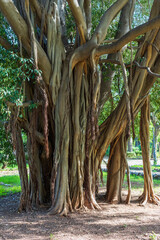 Radici di alberi secolari nel parco di Villa Giulia, citt&agrave; di Palermo IT	