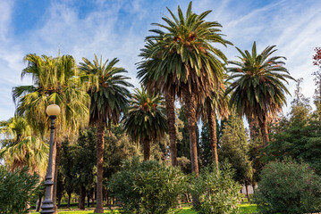 Fototapeta premium Viale con palme nel parco di Villa Giulia, città di Palermo IT