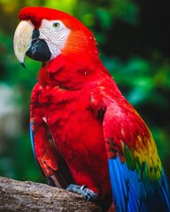 red and yellow macaw