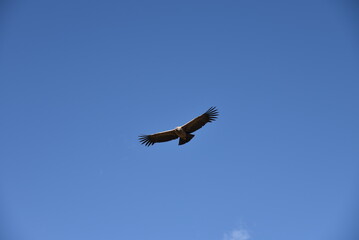 Condor du canyon  de Colca au Pérou
