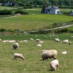 Fototapeta premium A flock of white sheep on a meadow on a sunny spring day. A farmer's pasture in the south of Ireland. Livestock farm, agricultural landscape. Herd of sheep on green grass field