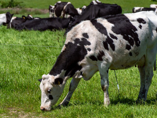 Naklejka na ściany i meble A white cow with black spots on a farmer's field in spring. Livestock farm. White and black cow on green grass field
