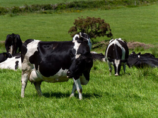 Several cows are eating grass on a sunny spring day. Cattle on a livestock farm. Agricultural landscape. Organic Irish farm. Black and white cow on green grass field