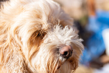 shaggy dog closeup
